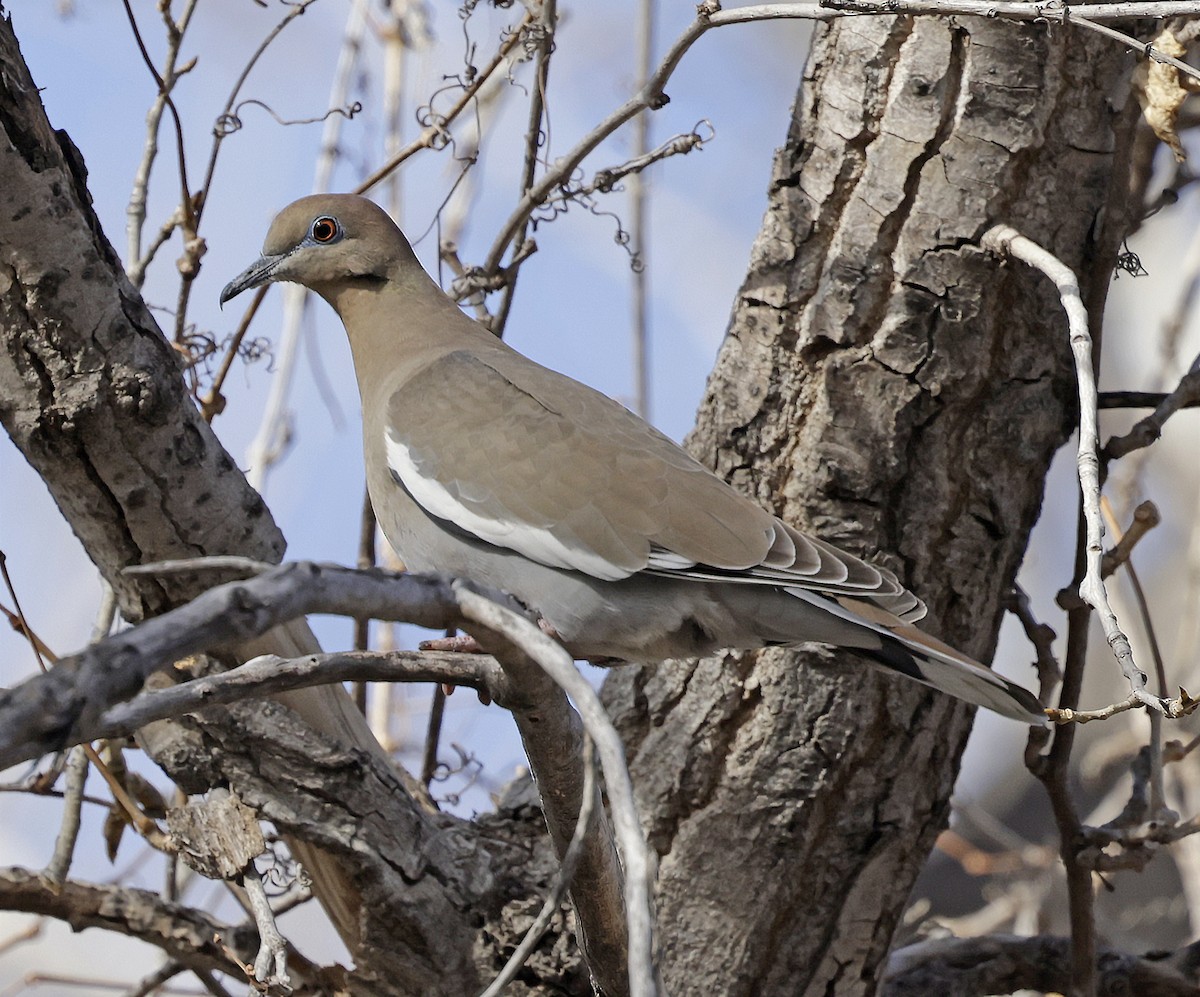 White-winged Dove - ML650448374