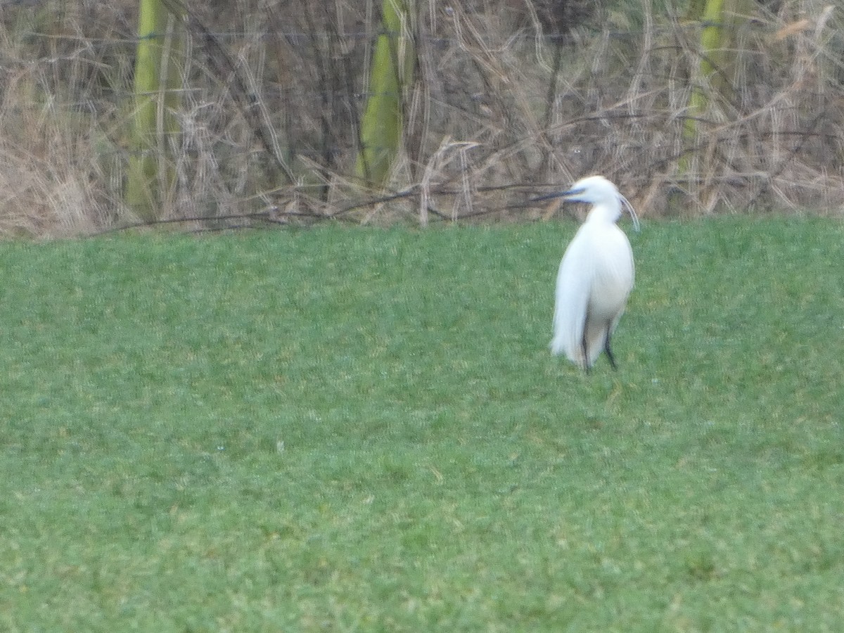 小白鷺 - ML650448378