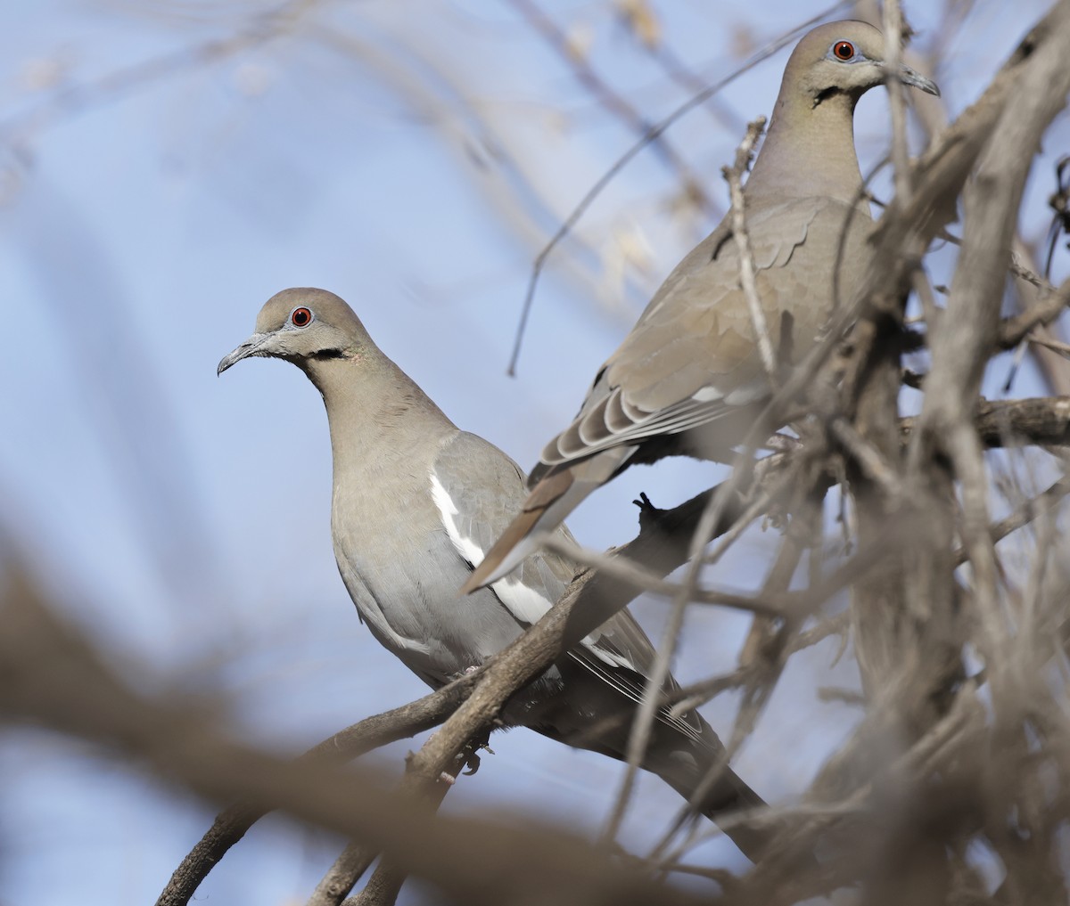 White-winged Dove - ML650448379