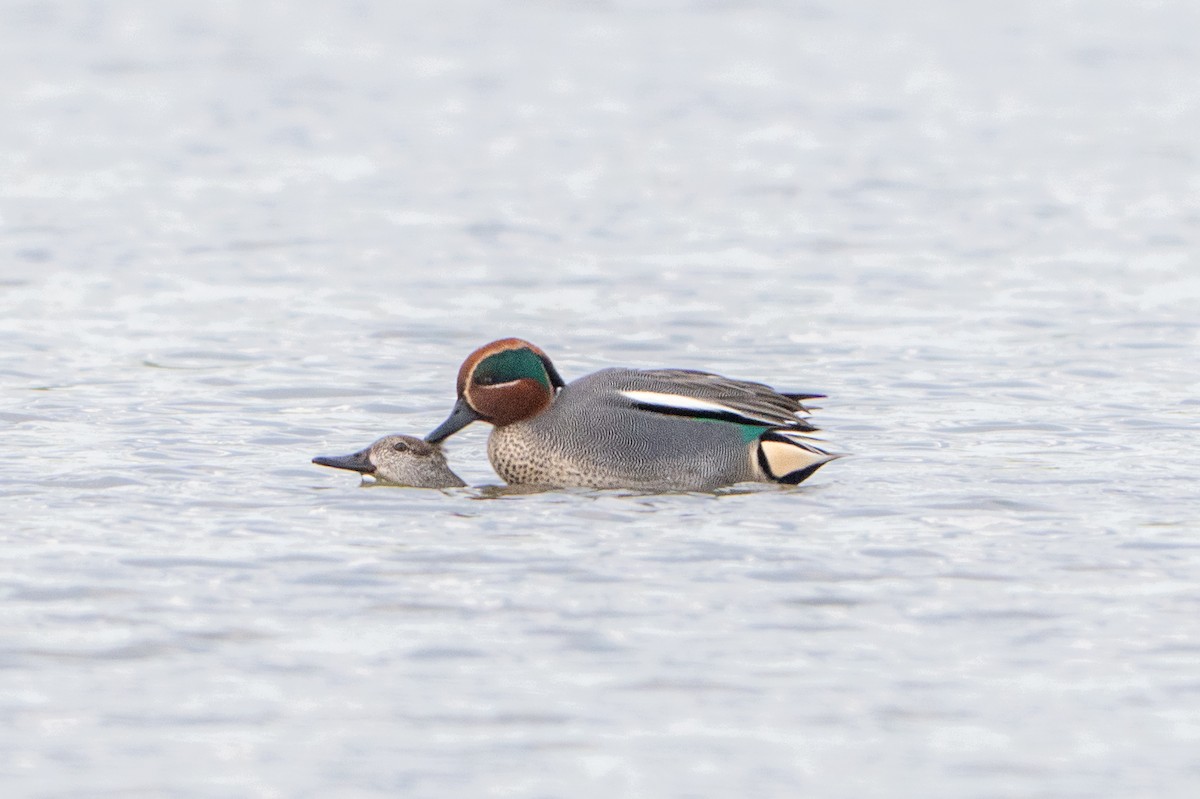 Green-winged Teal - ML650448380