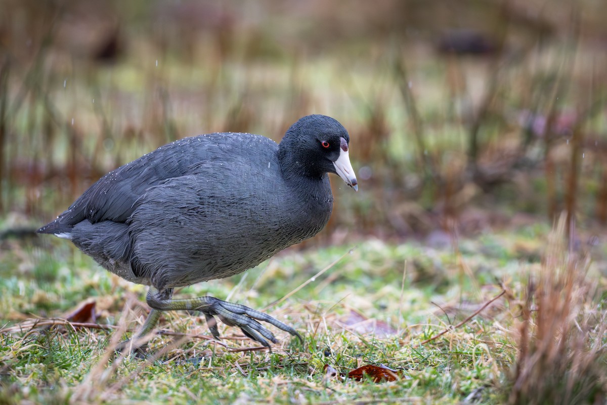 American Coot - ML650448381