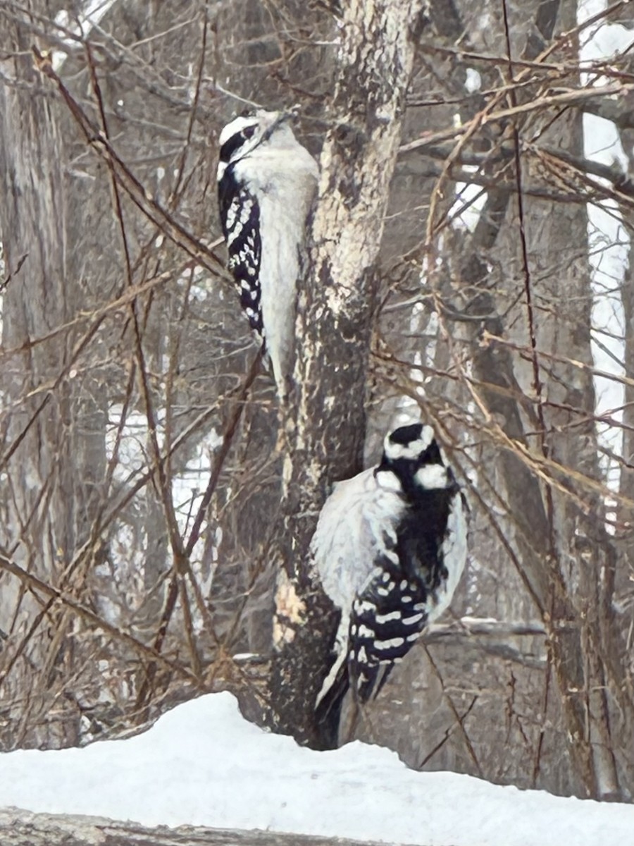 Downy Woodpecker - ML650448382