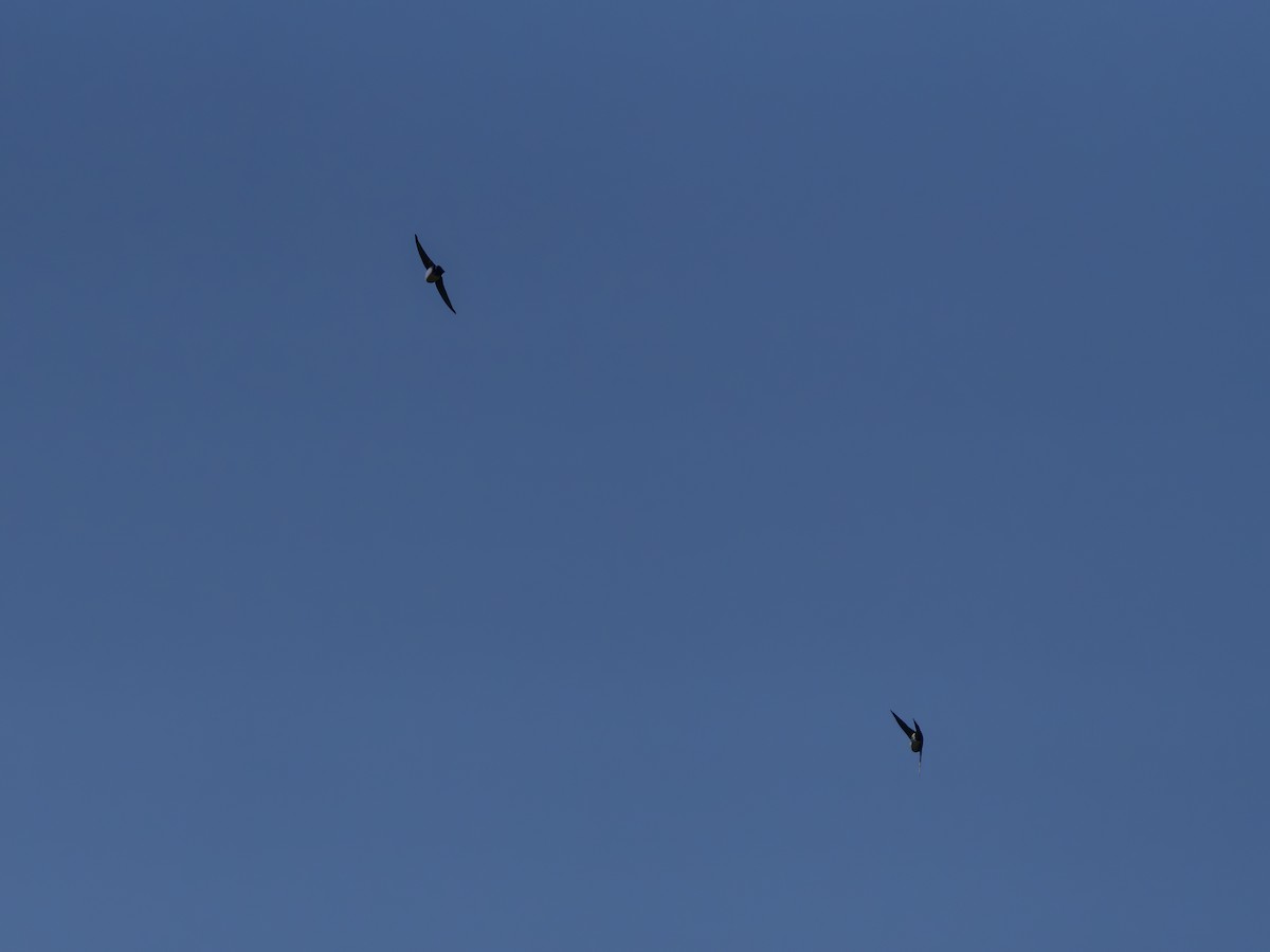 Blue-and-white Swallow - ML650448384