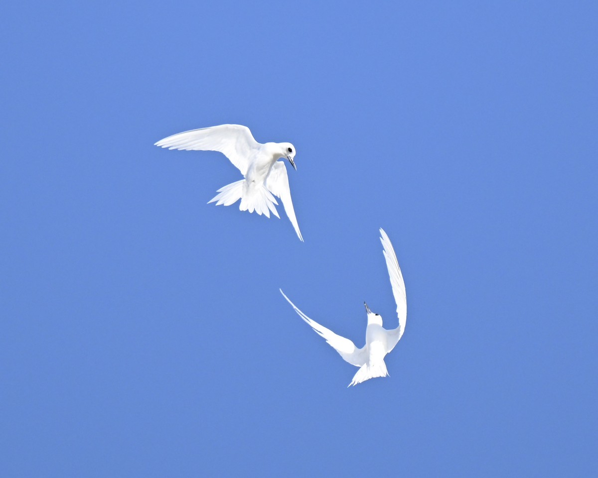 Blue-billed White-Tern - ML650448385