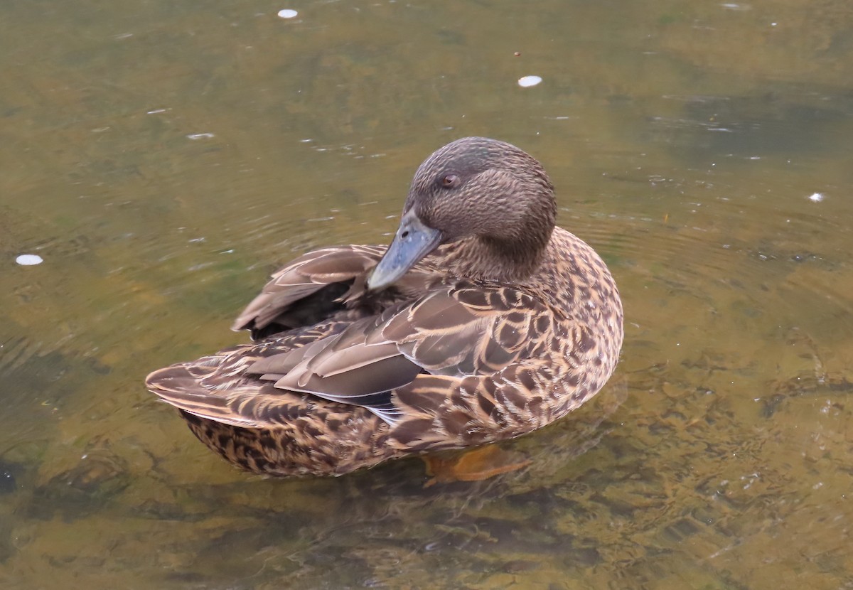 Pacific Black Duck x Mallard (hybrid) - ML650448386