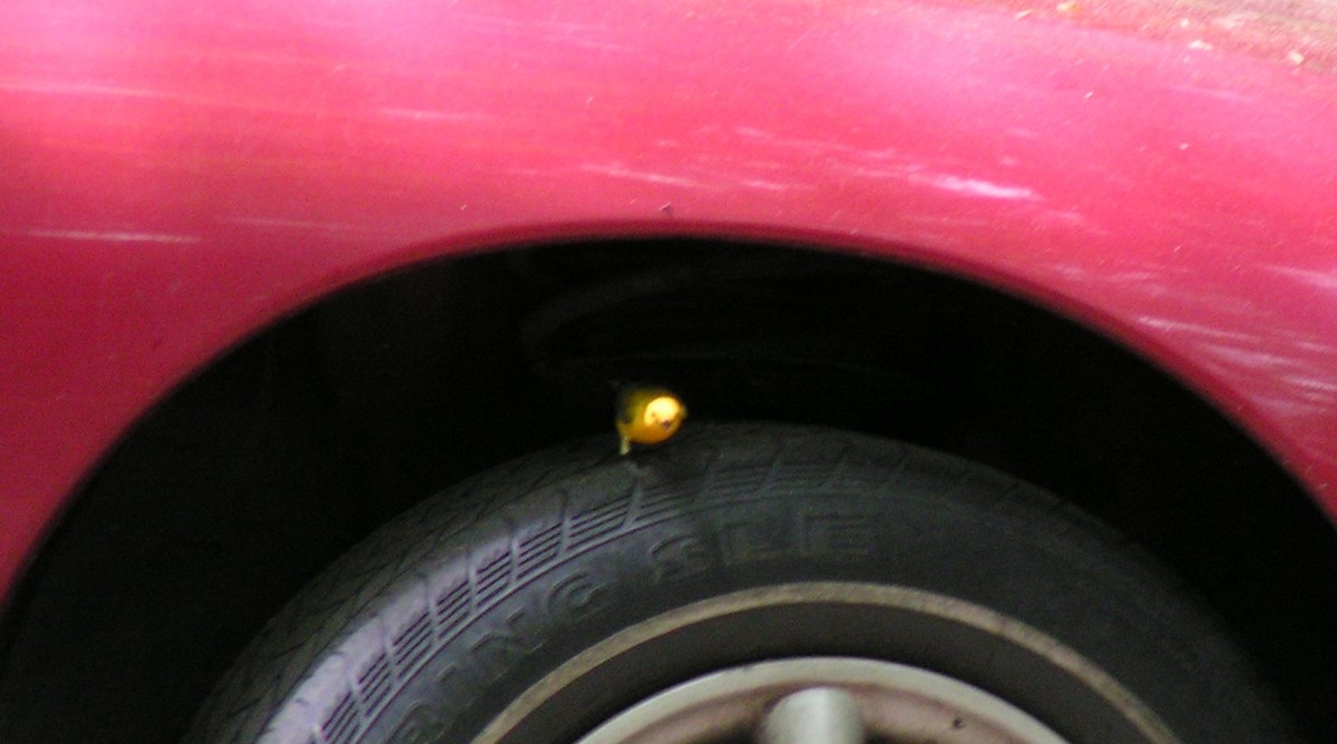 Prothonotary Warbler - ML650448387