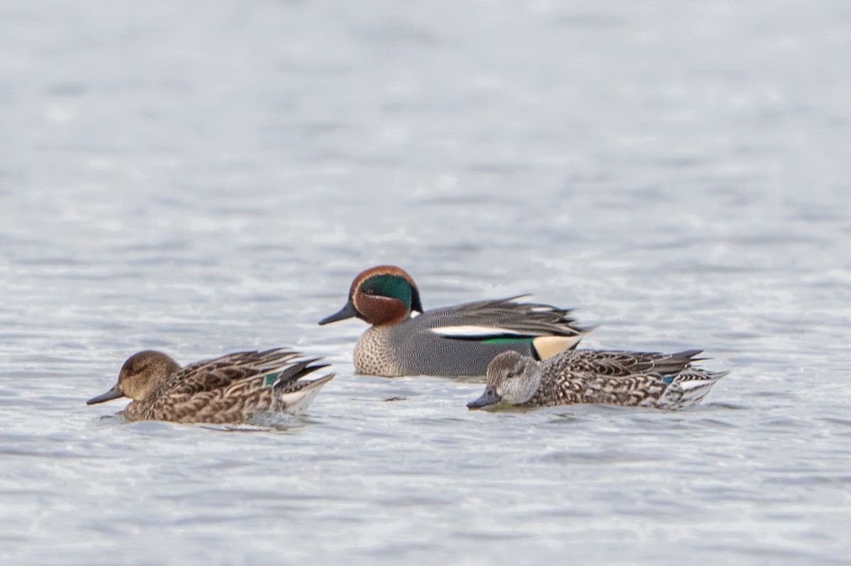 Green-winged Teal - ML650448388