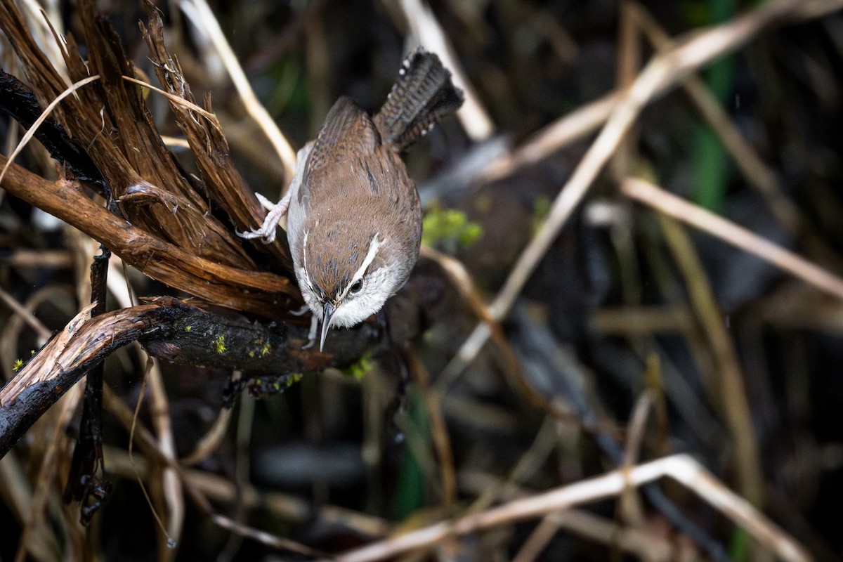Bewick's Wren - ML650448389