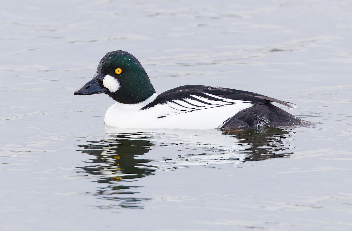 Common Goldeneye - ML650448390