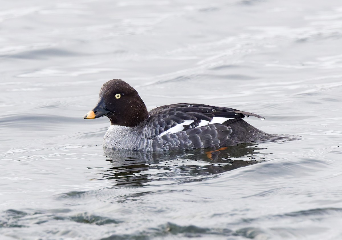 Common Goldeneye - ML650448391