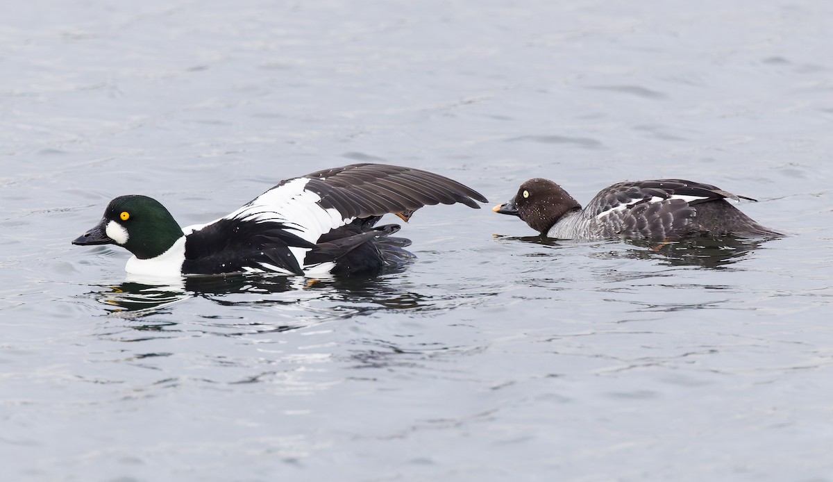 Common Goldeneye - ML650448392