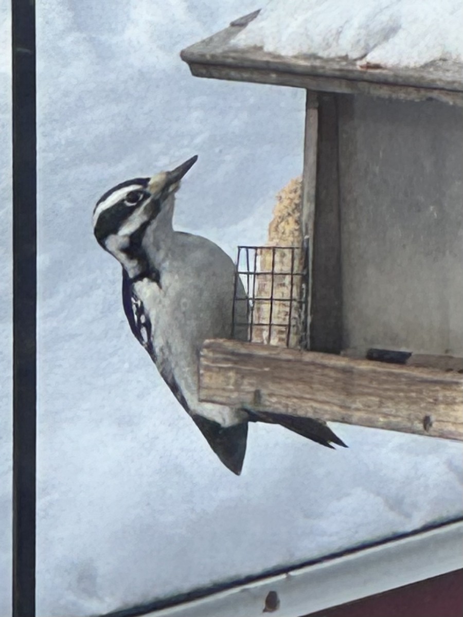 Hairy Woodpecker - ML650448393