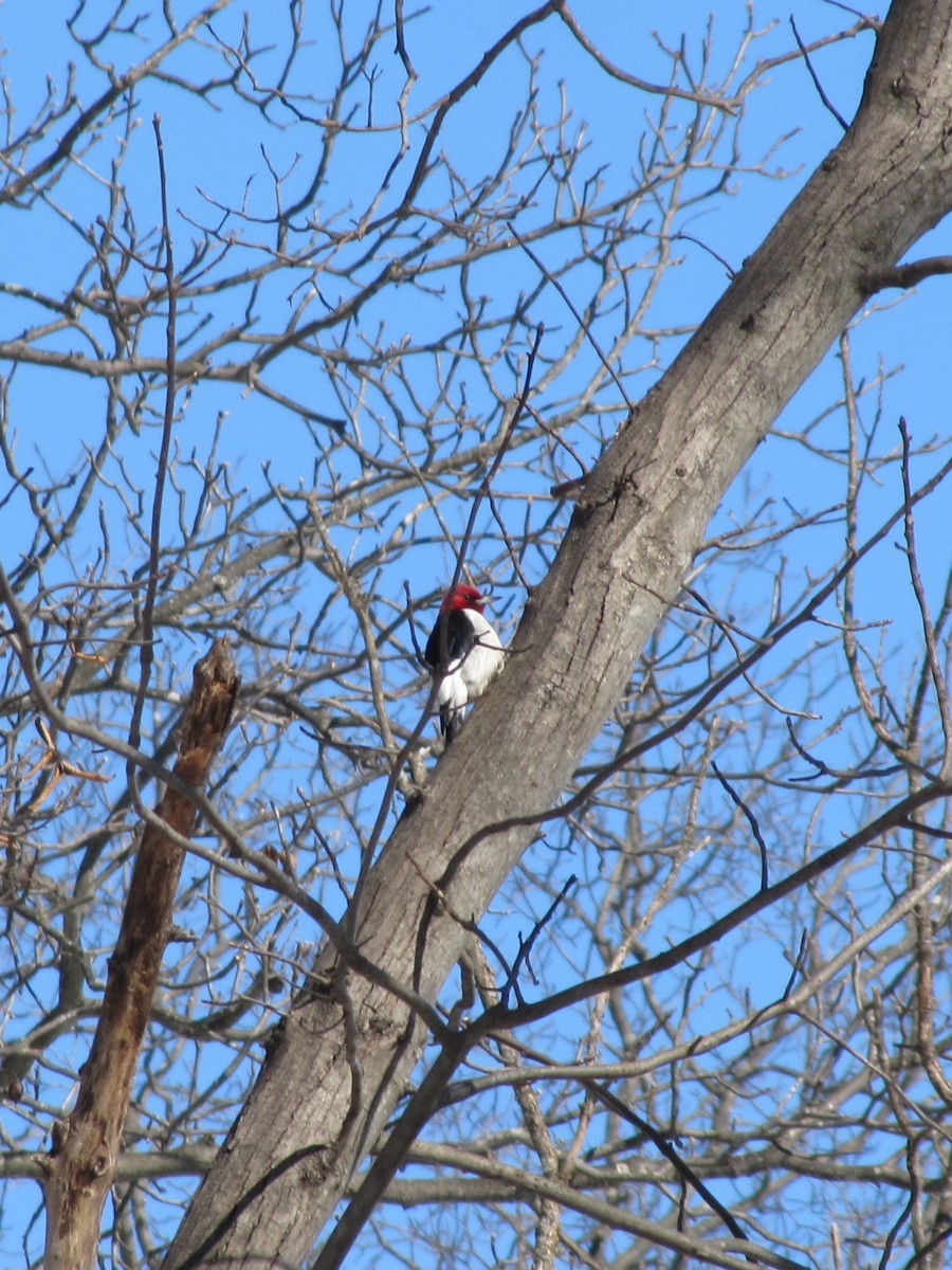 Red-headed Woodpecker - ML650448394
