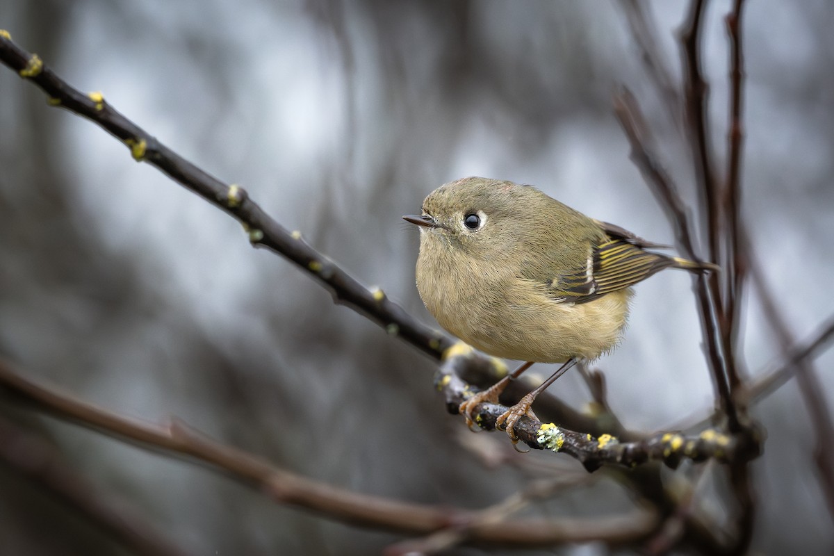 Ruby-crowned Kinglet - ML650448396