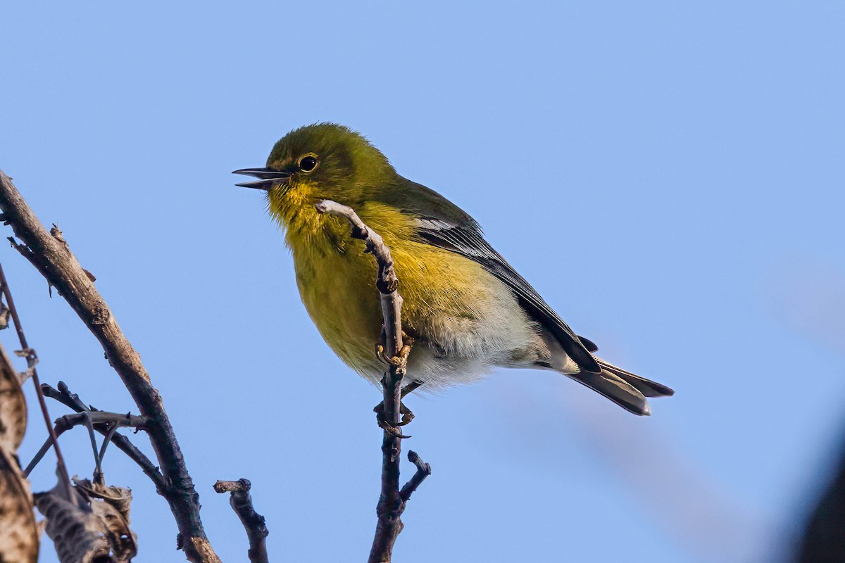 Pine Warbler - ML650448397