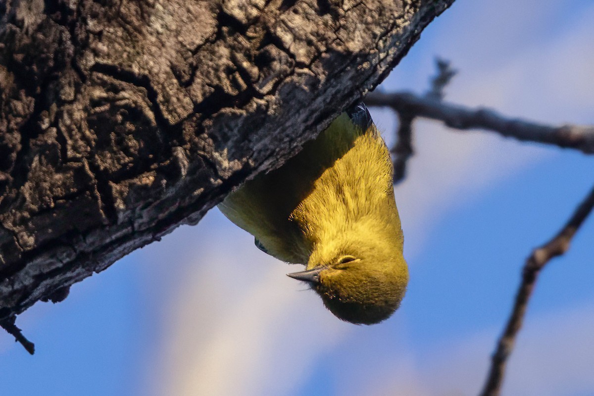 Pine Warbler - ML650448398