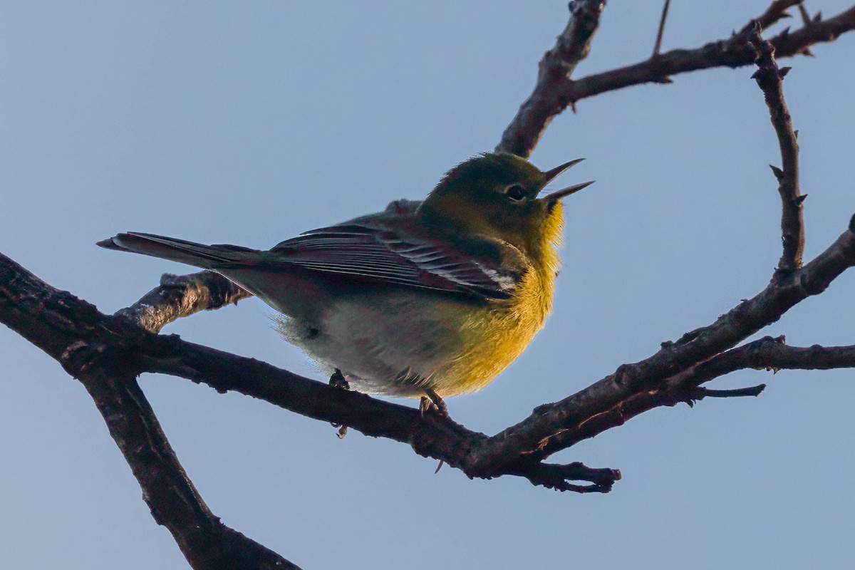 Pine Warbler - ML650448399