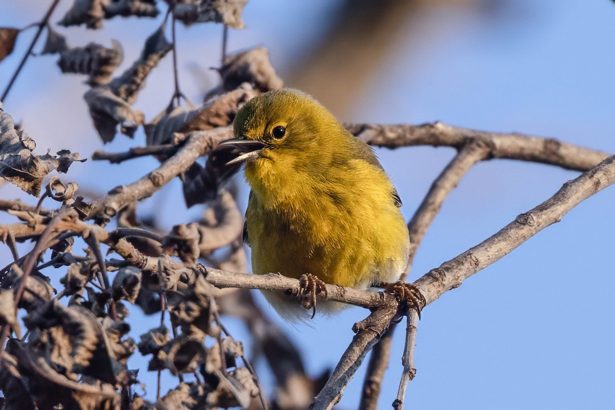 Pine Warbler - ML650448400