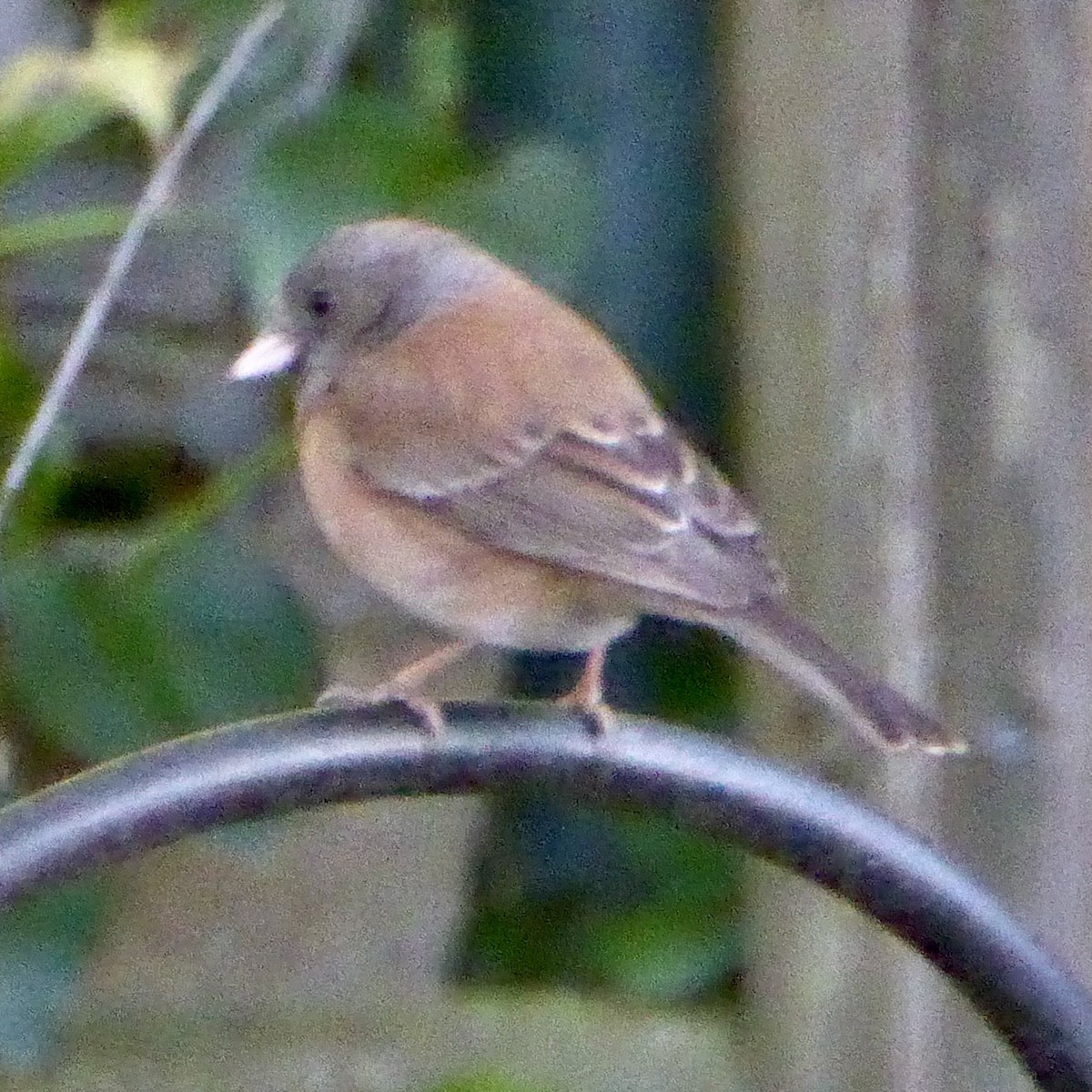 Dark-eyed Junco - ML650448405