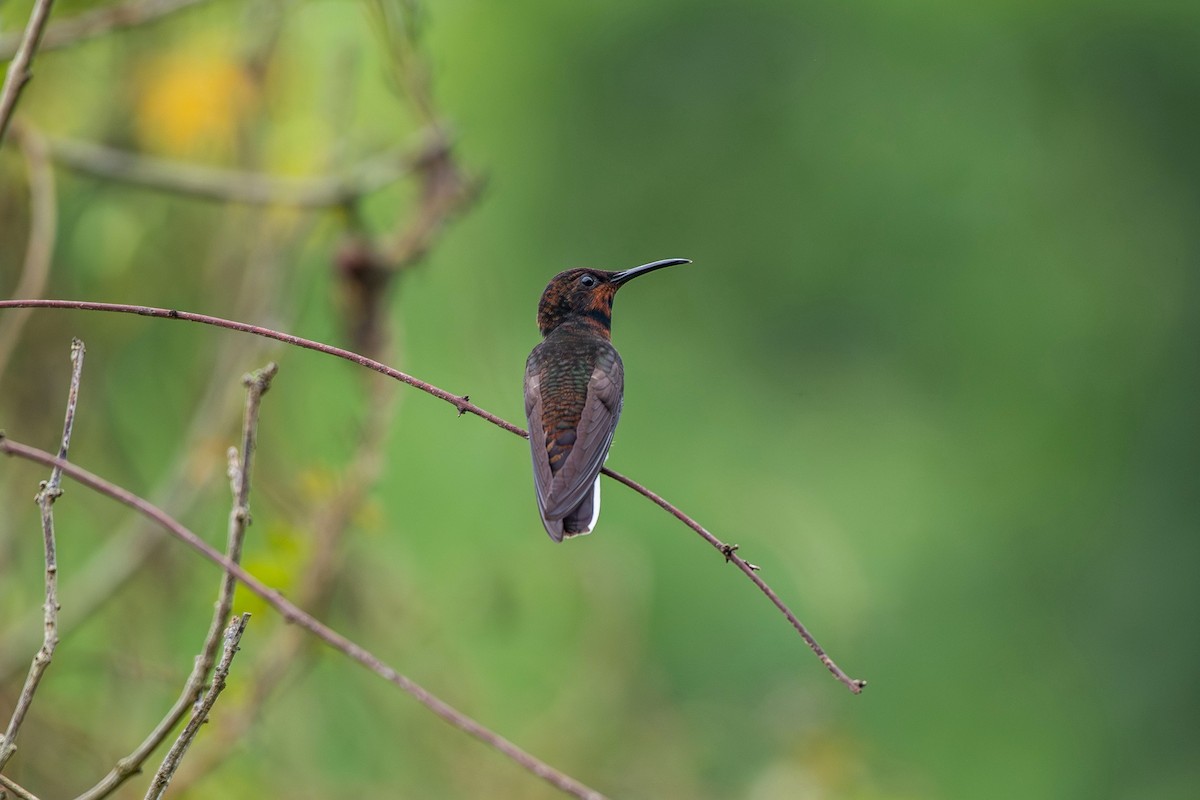 Black Jacobin - ML650448410