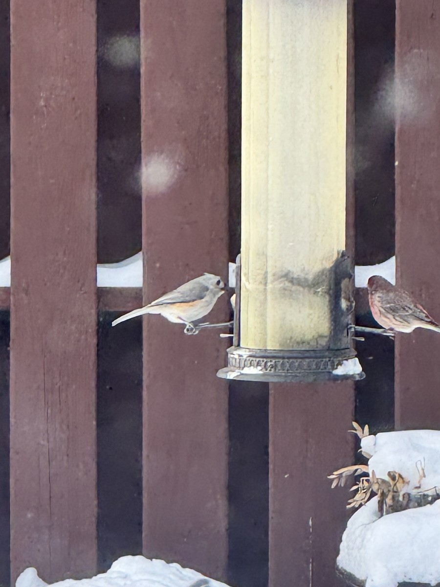 Tufted Titmouse - ML650448411