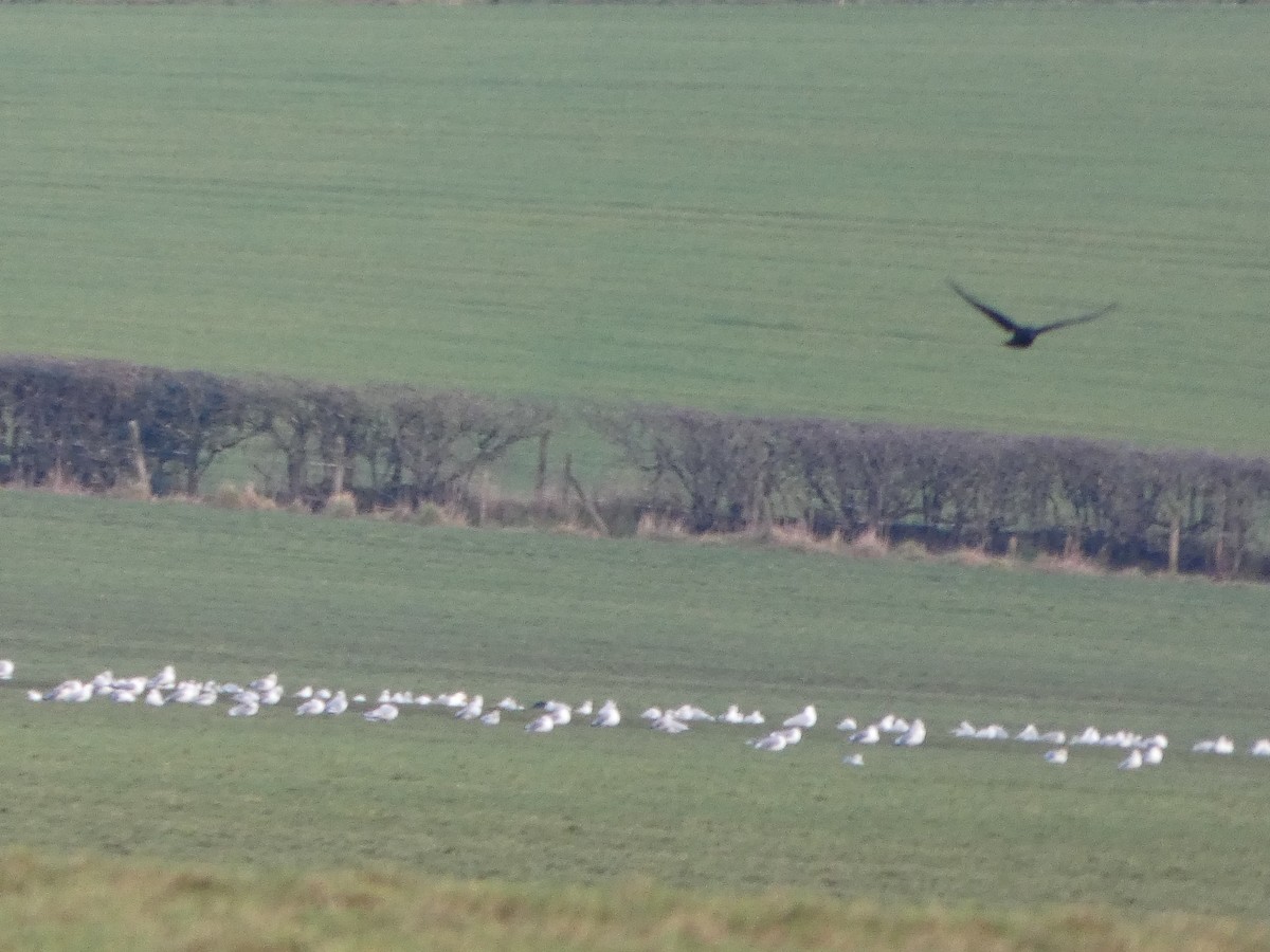 歐亞海鷗 - ML650448433