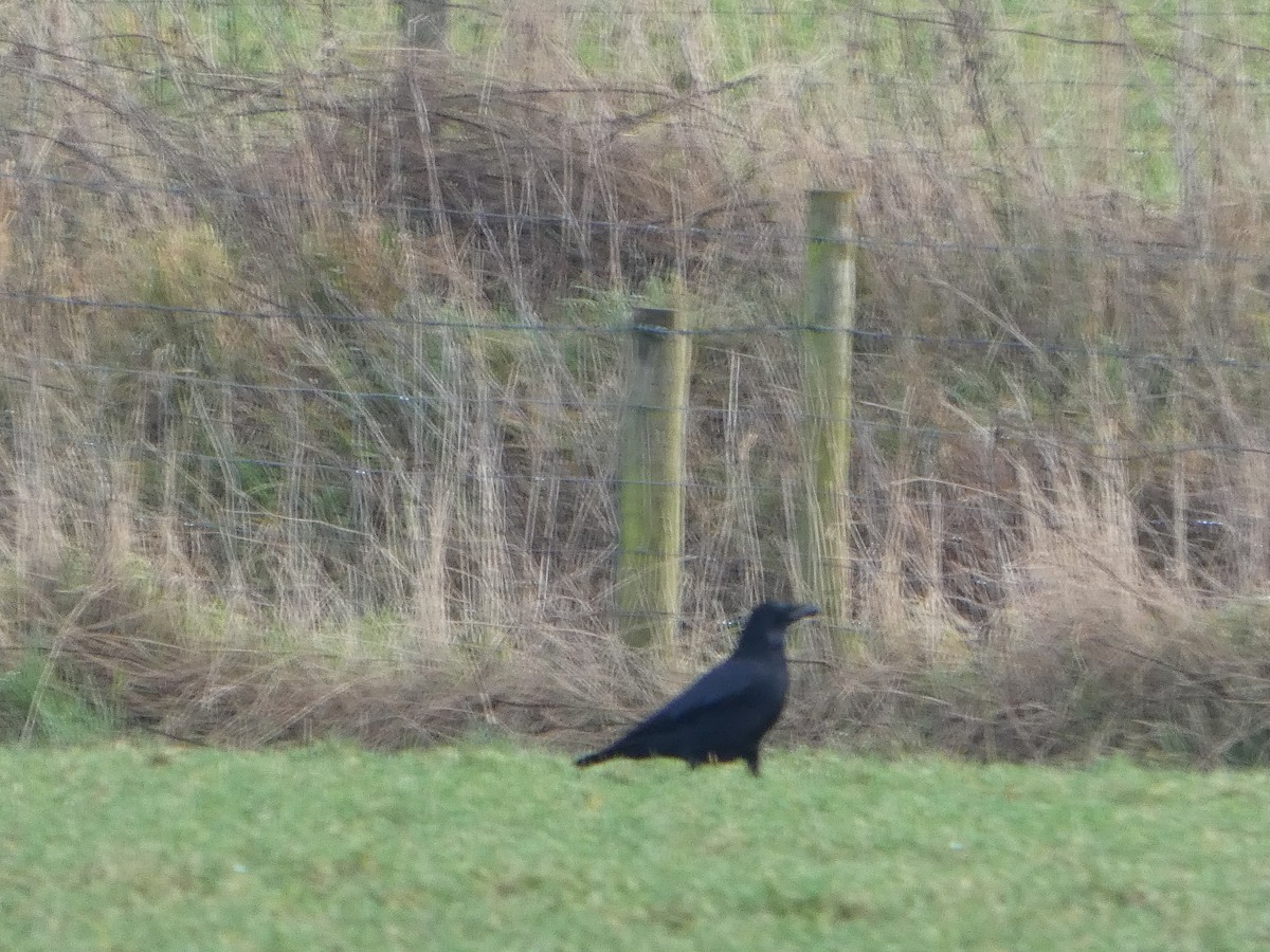 小嘴烏鴉 - ML650448452