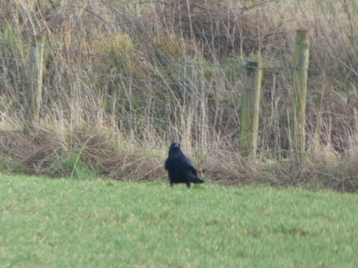 小嘴烏鴉 - ML650448453