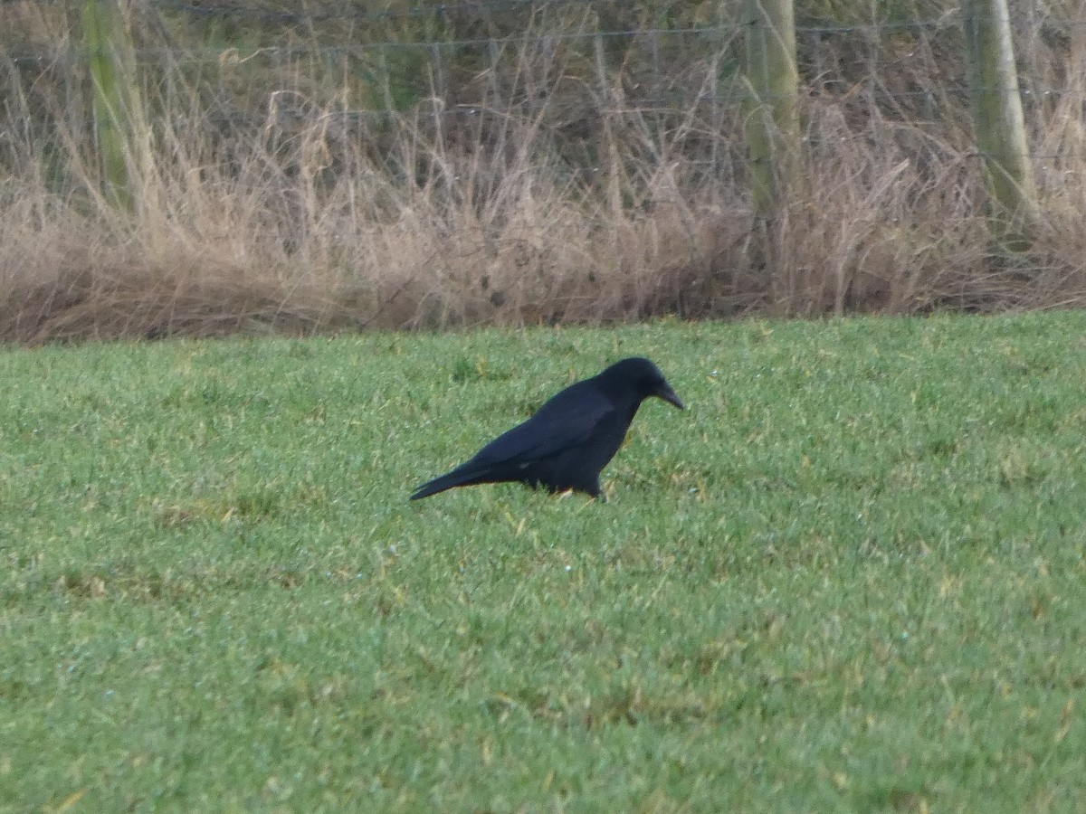 小嘴烏鴉 - ML650448454