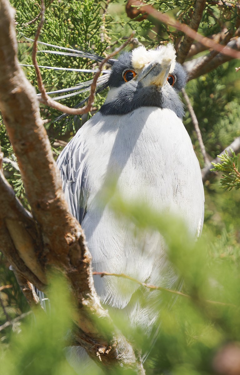 Квак чорногорлий - ML650448516