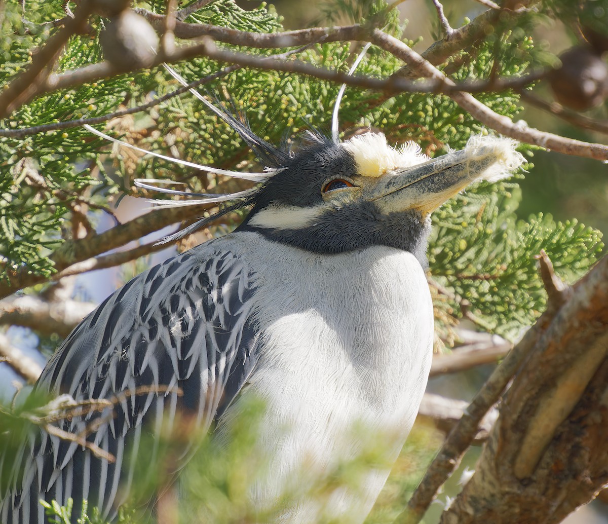 Квак чорногорлий - ML650448522