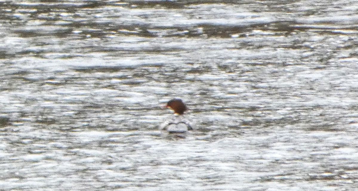 川秋沙 - ML650448898