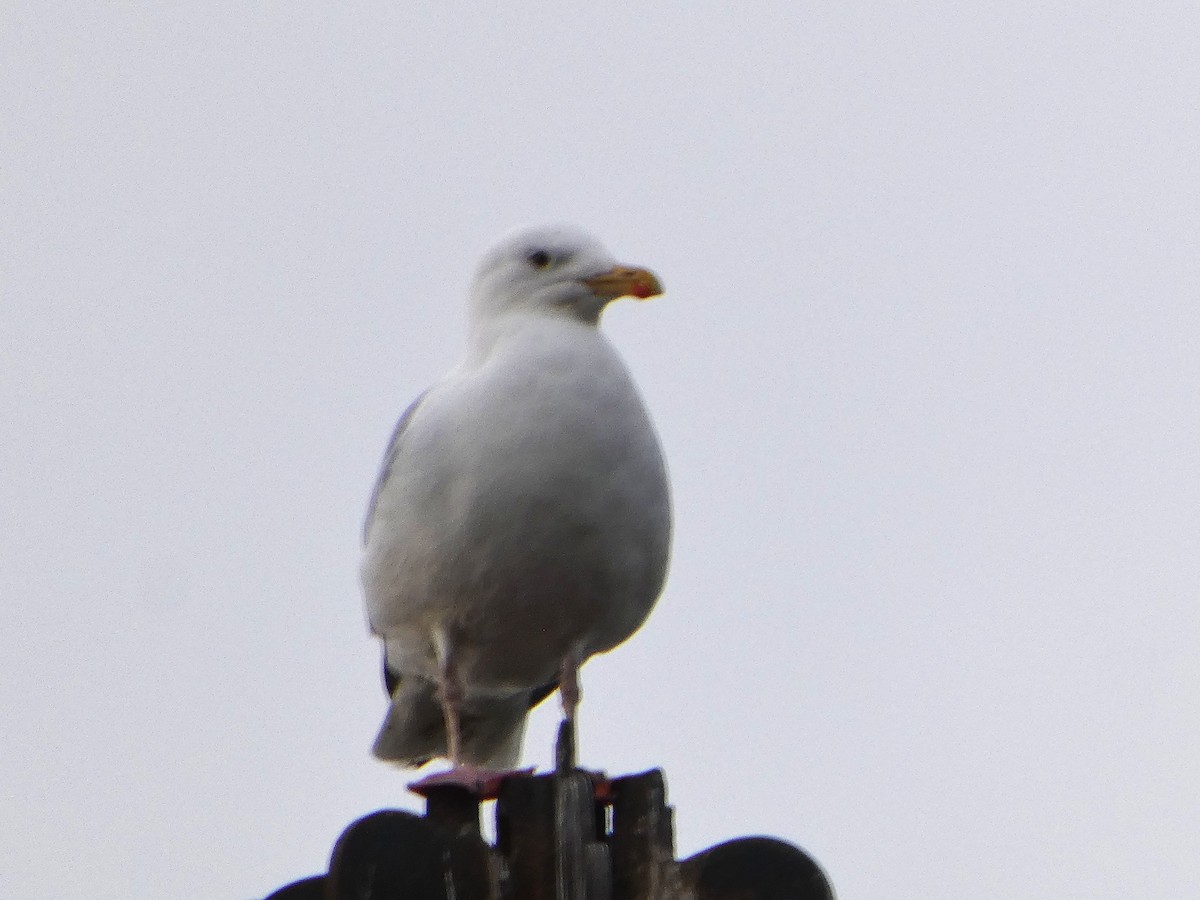 European Herring Gull - ML650448920