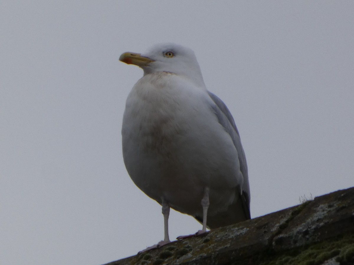 European Herring Gull - ML650448923
