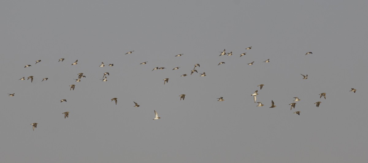 European Golden-Plover - ML650448954