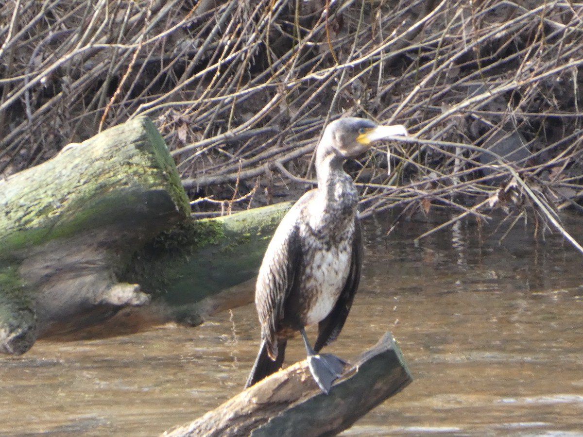 鸕鷀 - ML650448983