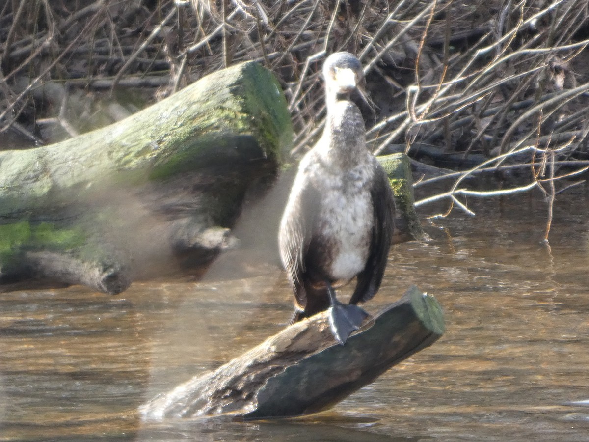 鸕鷀 - ML650448984