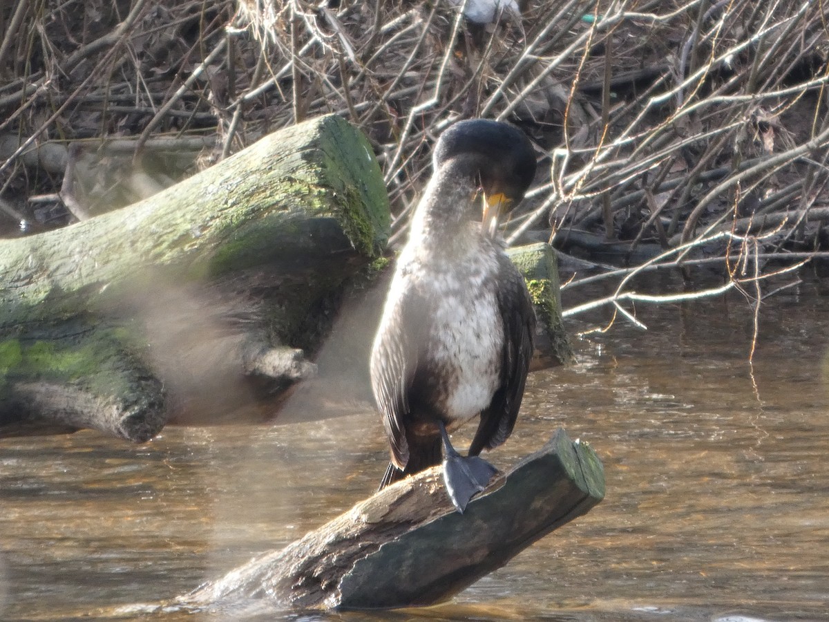 鸕鷀 - ML650448985