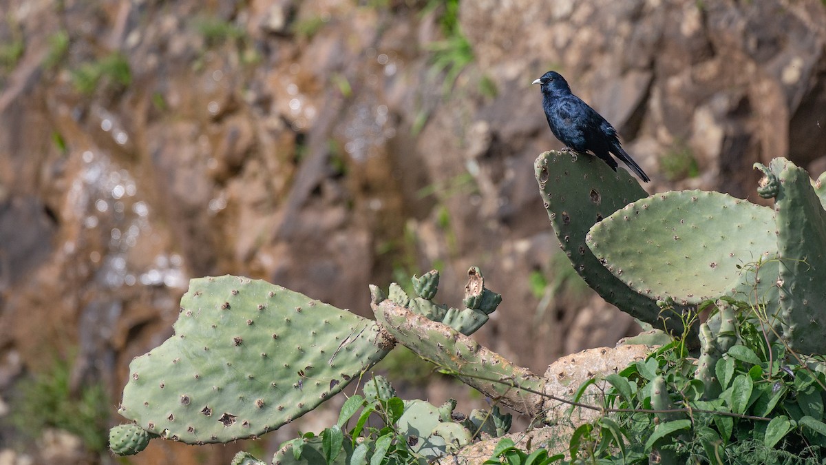 White-billed Starling - ML650449001
