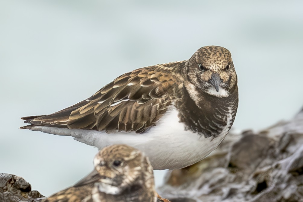 Taşçeviren - ML650449043