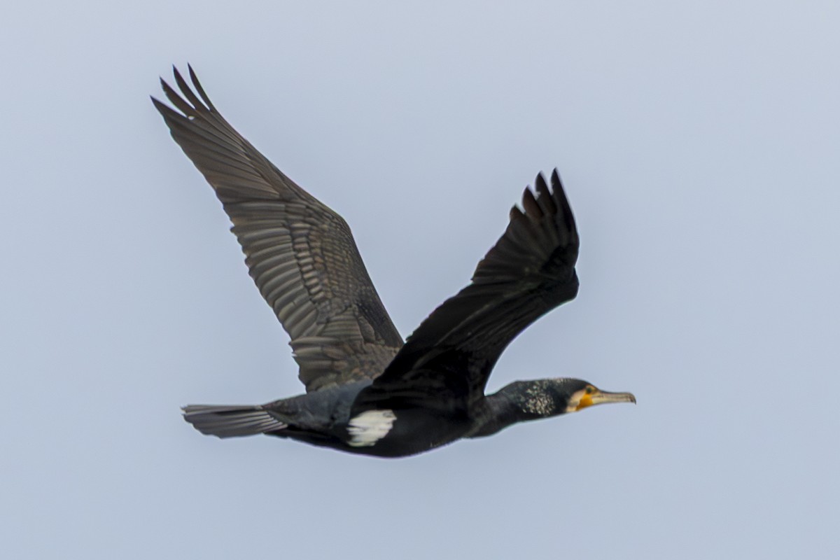 Karabatak - ML650449051