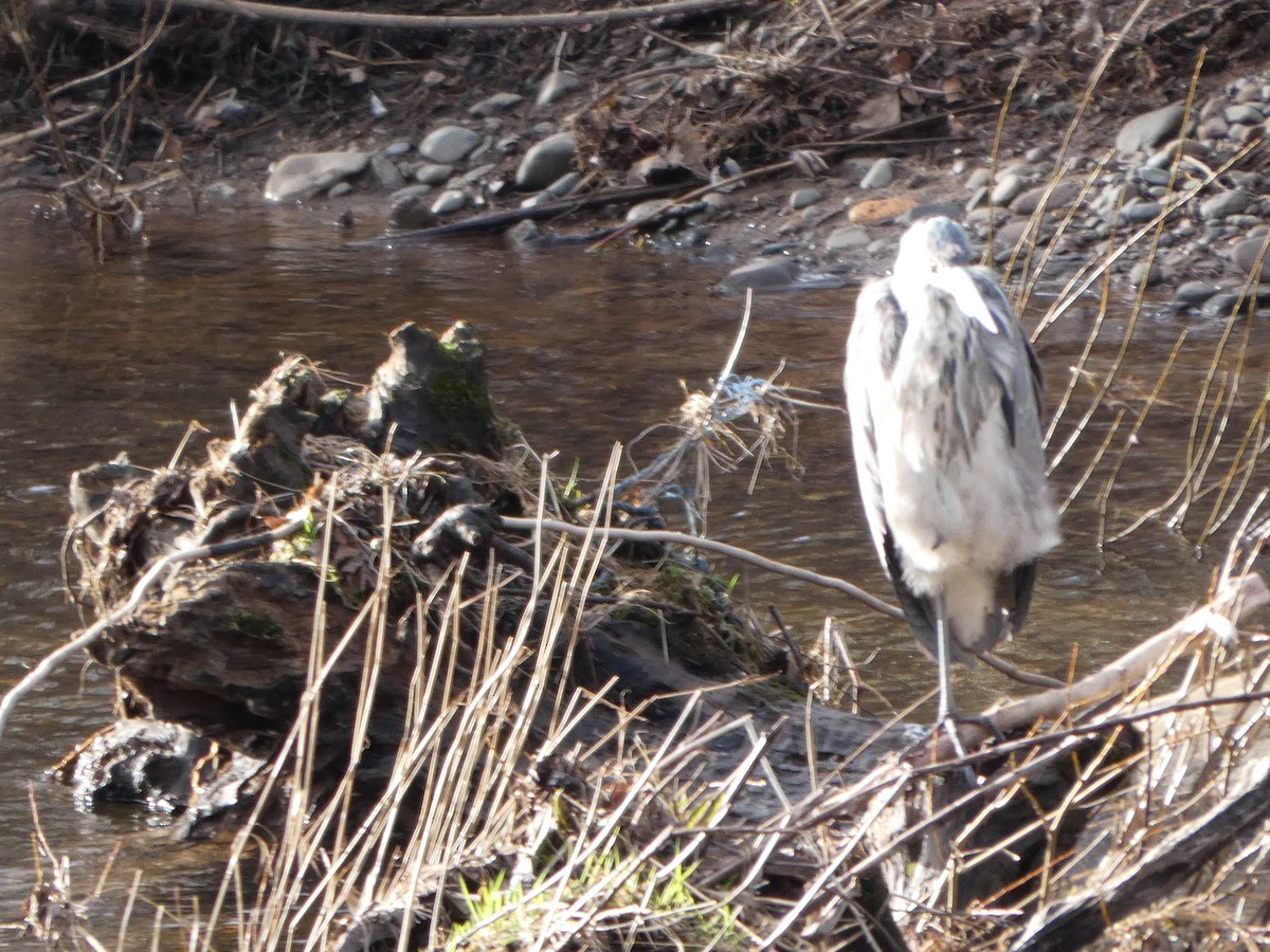 蒼鷺 - ML650449071