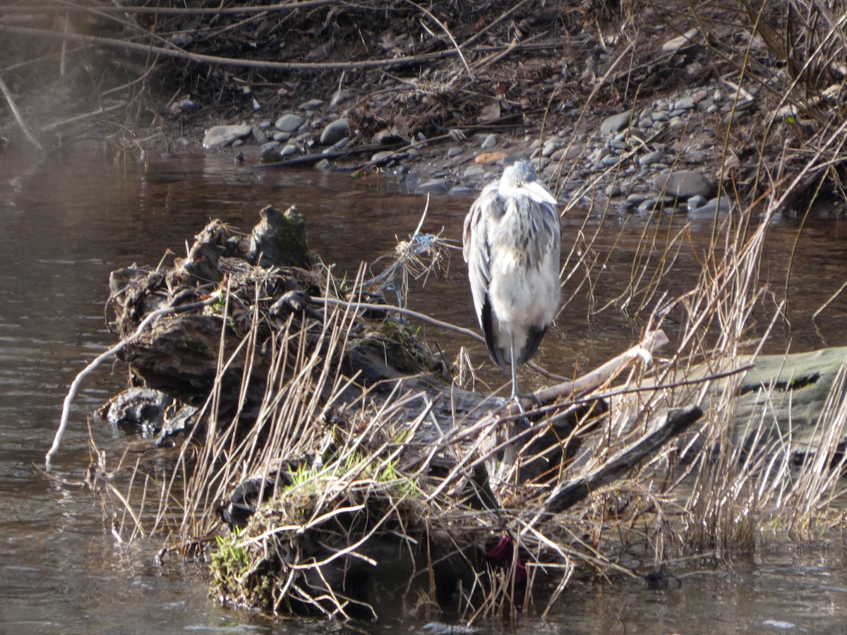 蒼鷺 - ML650449072