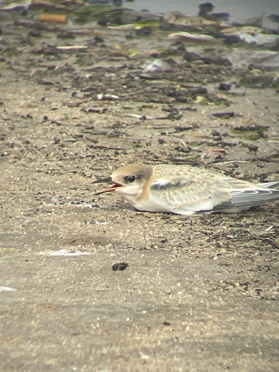 Least Tern - ML650449094