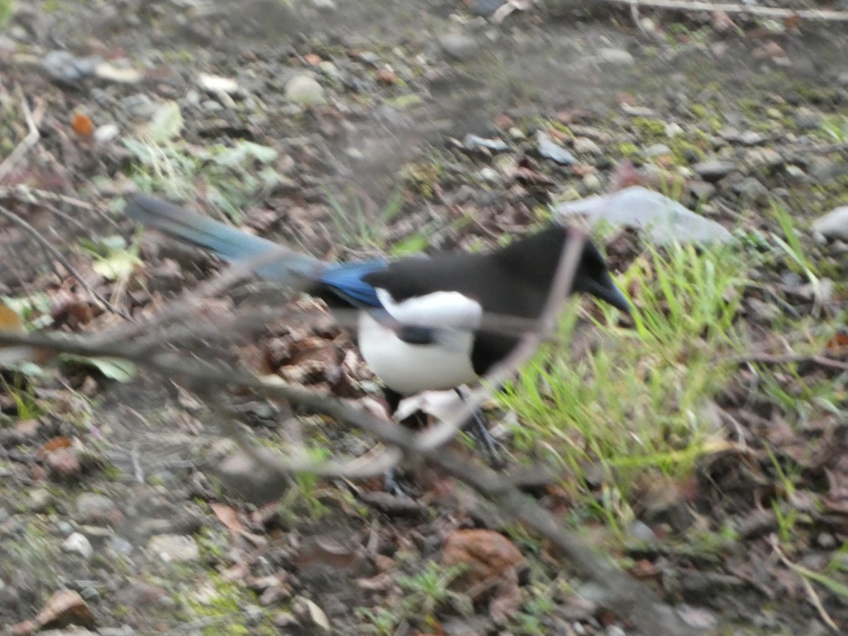 Eurasian Magpie - ML650449107