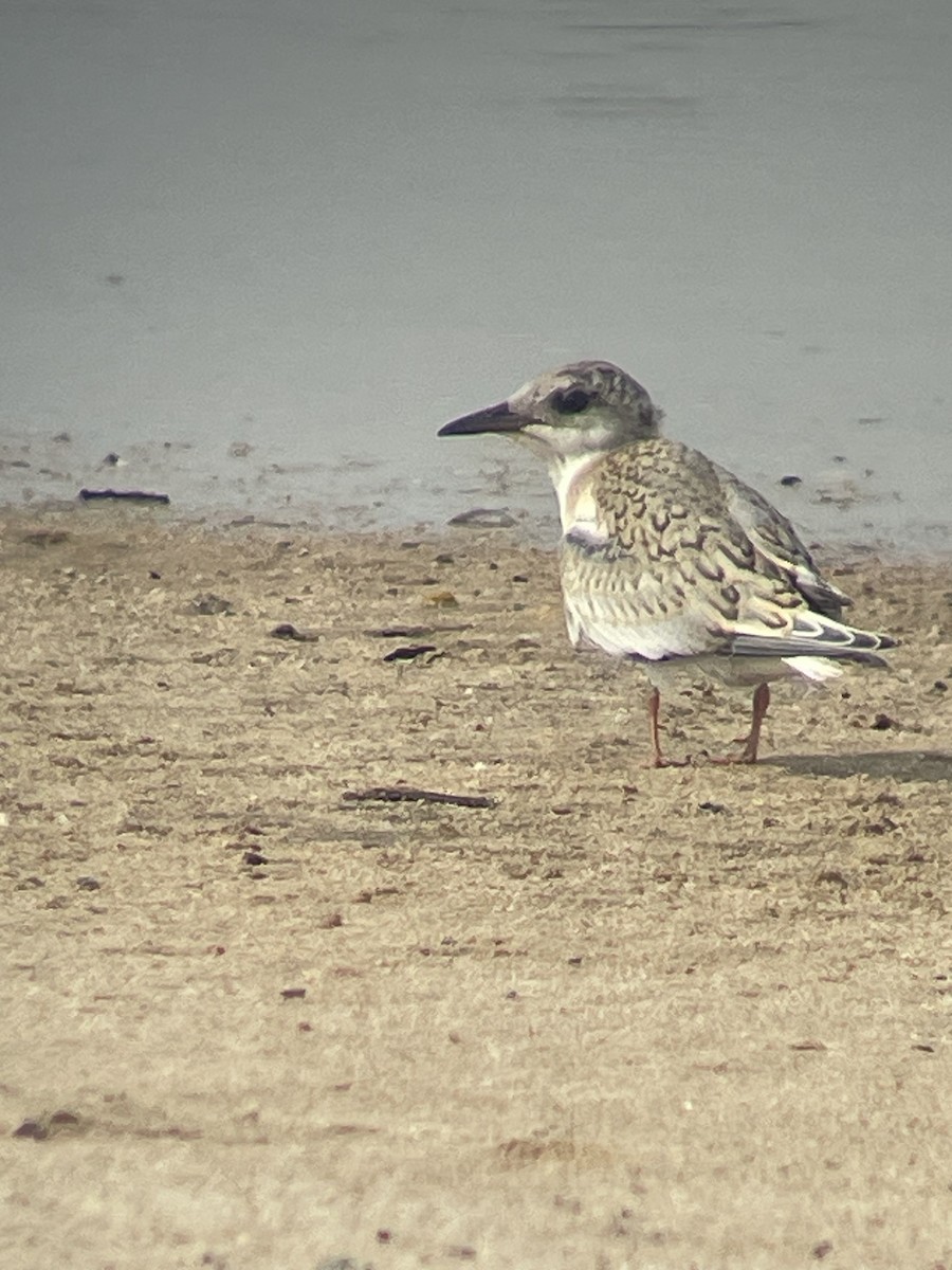 Least Tern - ML650449112