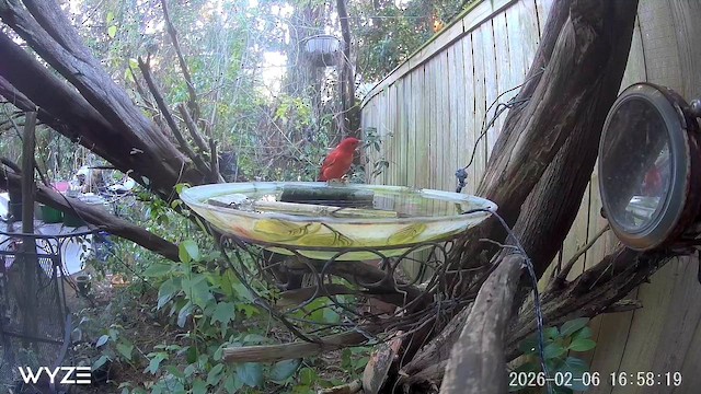 Summer Tanager - ML650449117