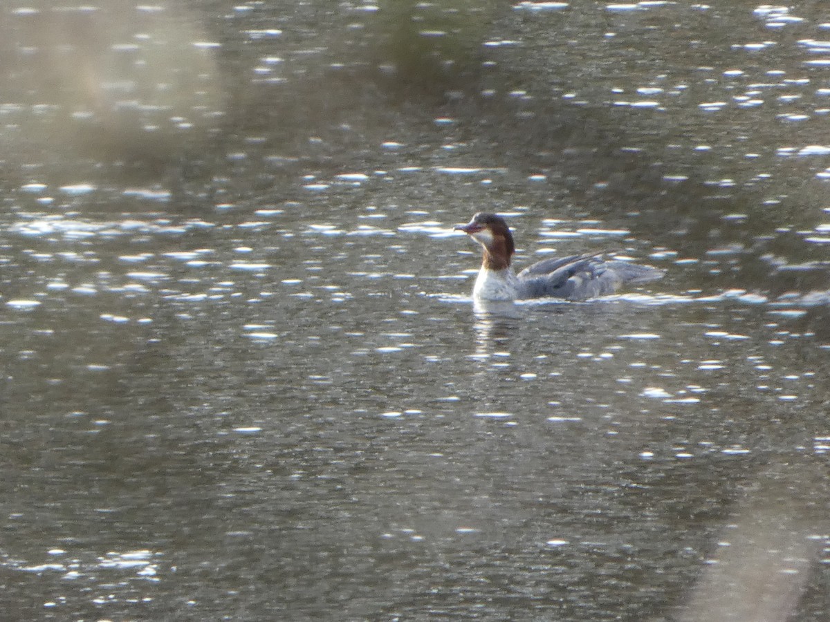 川秋沙 - ML650449136