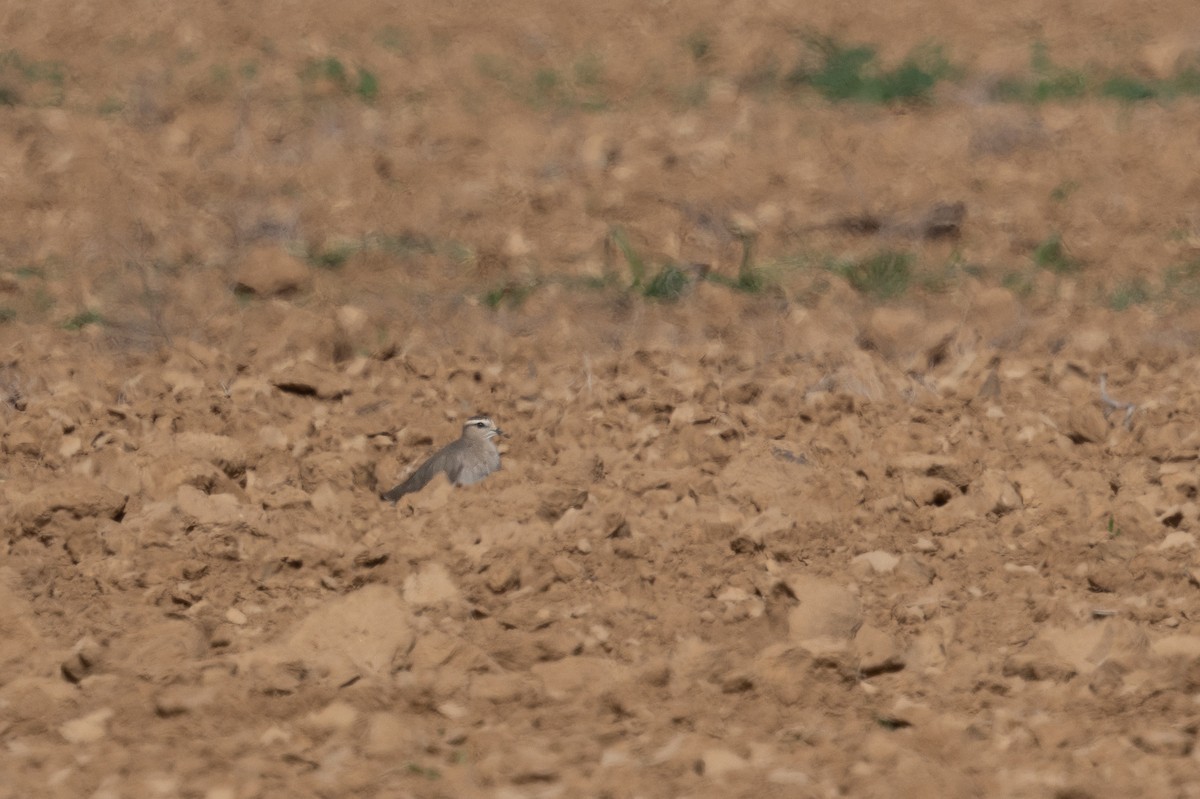 Sociable Lapwing - ML650449155