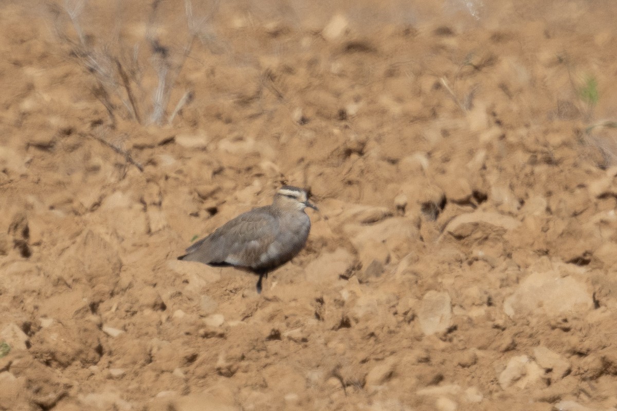 Sociable Lapwing - ML650449156